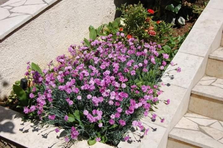 סנג' Apartman Nata מראה חיצוני תמונה